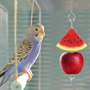 parrot fruit skewer boredom toys for hens