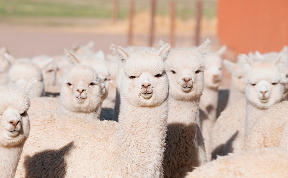 alpacas