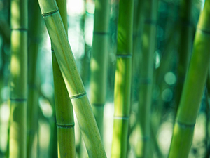 Bamboo Material