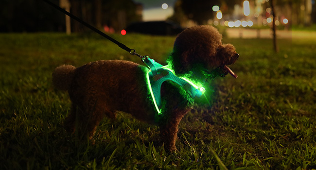 glow in the dark dog harnes
