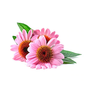 ECHINACEA ANGUSTIFOLIA CELL INGREDIENTS WITH INTENT NATUROPATHICA
