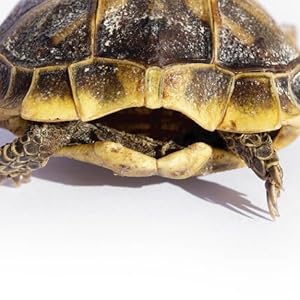 Wasserschildkrötenschale