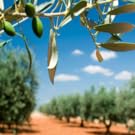 HUILE D'OLIVE DE HAUTE QUALITÉ