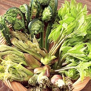 タラの芽（購入禁止） 613o6CWcwEL._AC_UF1000,