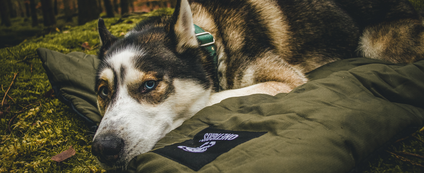 Husky dog resting on a green camping pad in a mossy outdoor setting.