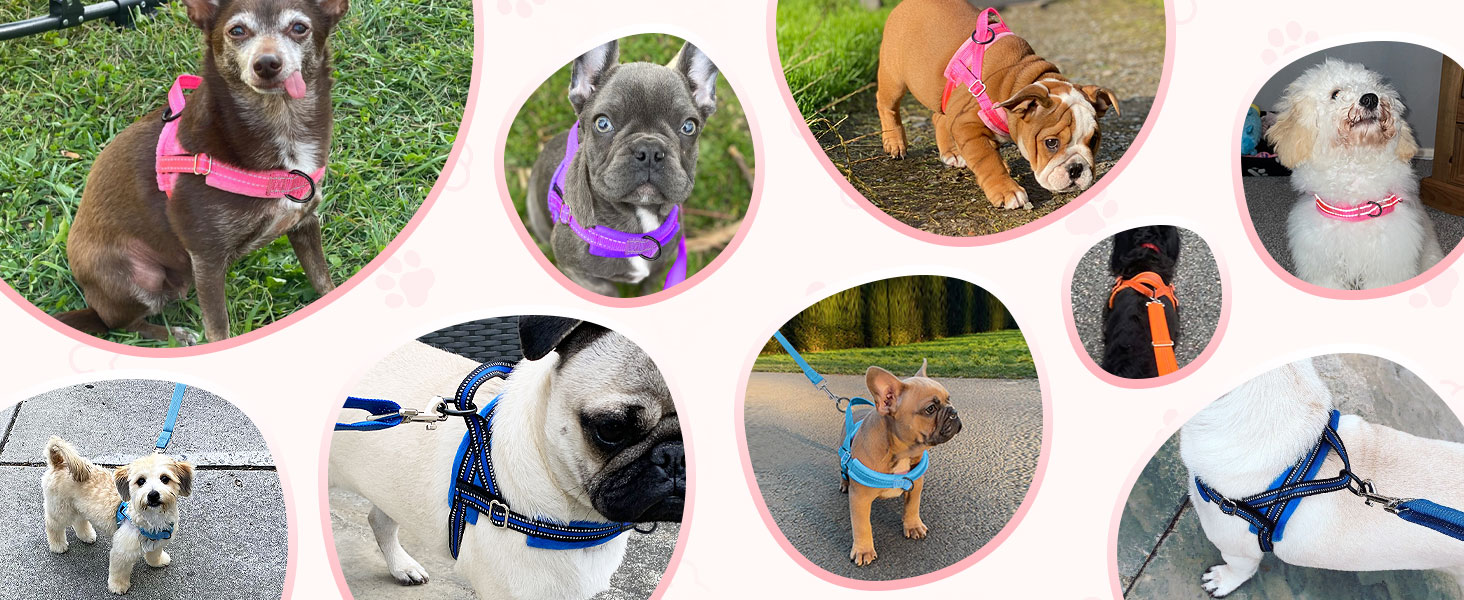 Walking Dog Harness and Leash Set