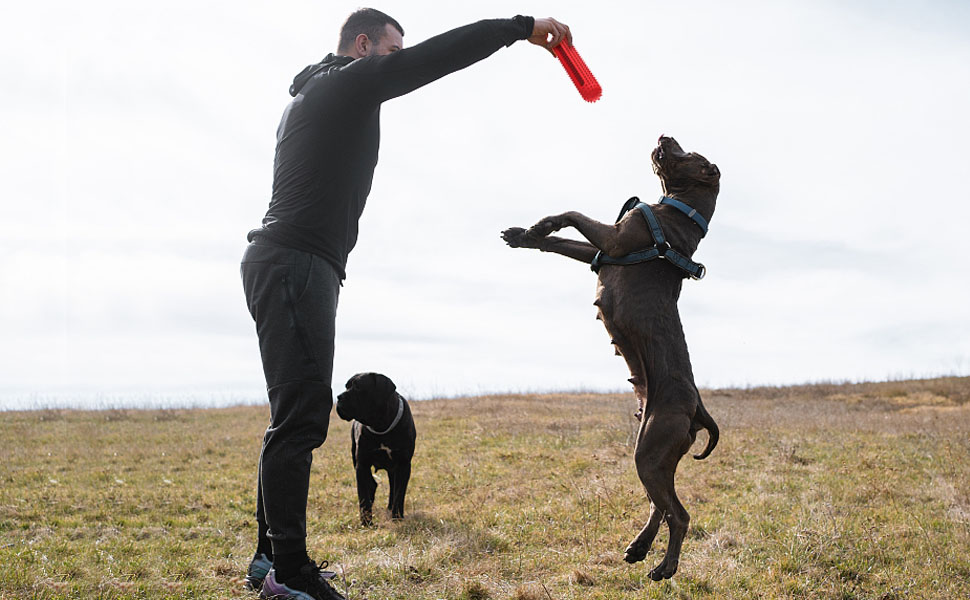 petizer Dog Squeaky Toys For Aggressive Chewers | Tough Toothbrush Puppy Chew Toy | Nearly Indestructible Rubber Toys for Pet Training, Teeth Cleaning, Playing and Chewing for Medium & Large Breeds 14 dog toy