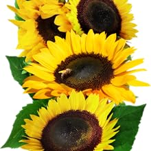 henry wilde sunflower seeds for planting growing gardening to plant sow sew