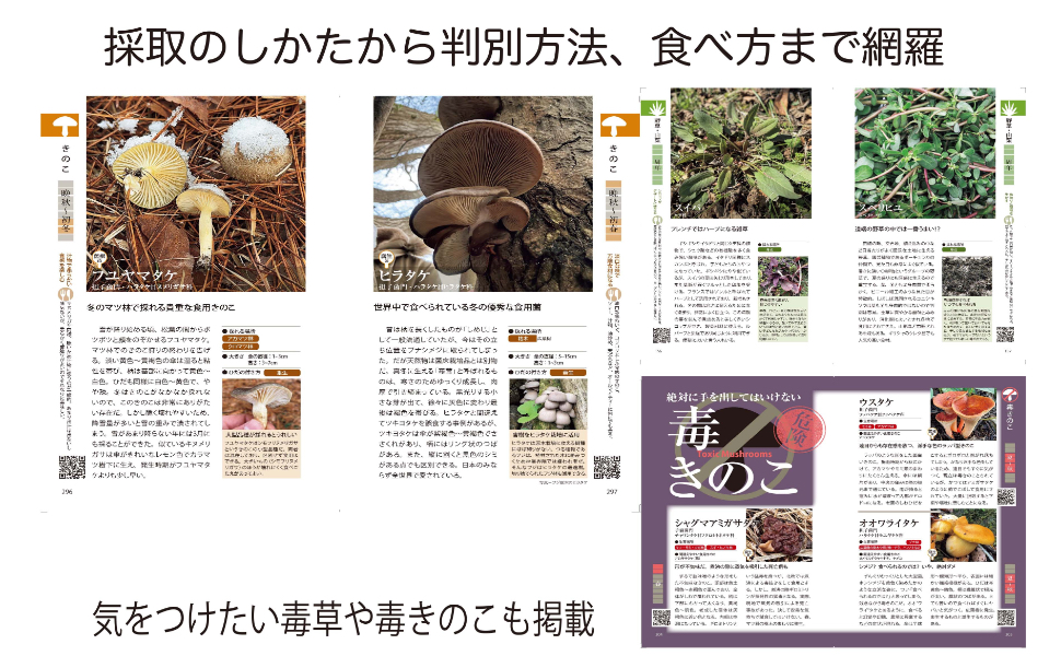 石川県版　山菜・木の実ガイドブック Amazon.co.jp: 山菜・木の実・草の実ガイドブック: 旬の姿・生育