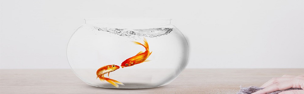 goldfish tank