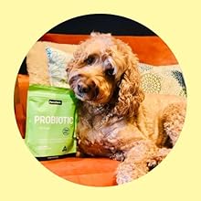 dog treats probiotic for dogs, canine, K9, dog digestive medicine, dog immune system support health