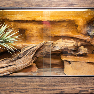 aquatic reptile hiding rock