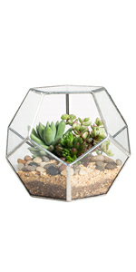 glass terrarium