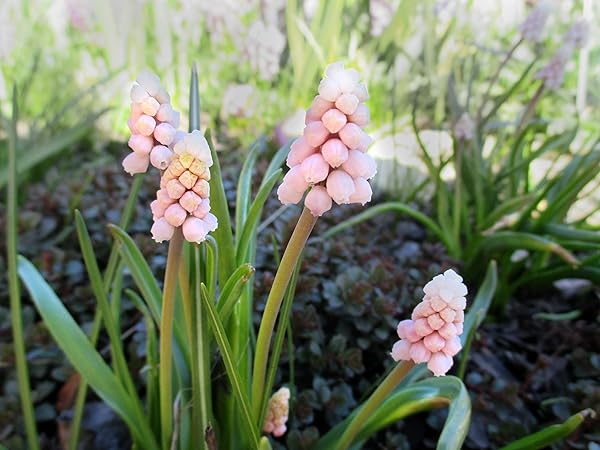 希少 冷蔵 アイスムスカリ『ピンク・サンライズ』２球 水耕栽培 地植え 早咲き♪ ムスカリ ピンクサンライズ｜種（タネ）,球根,苗,資材
