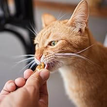 Cataholic Spiral Soft Chicken And Sunfish Cat Treats