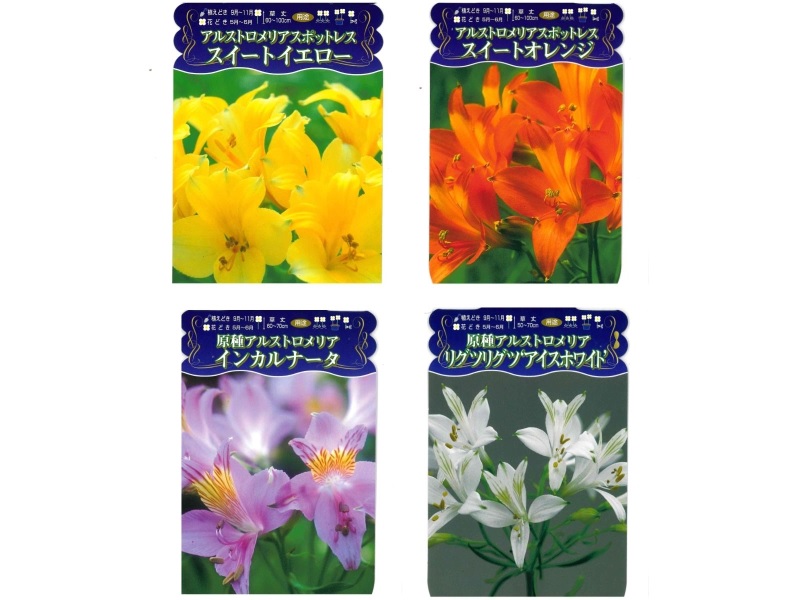 【東】アルストロメリア アルストロメリア Alstroemeria アルストロメリア科