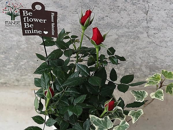 Amazon.co.jp: ミニ薔薇 4号ブリキ鉢投込 花色見計らいセット 1