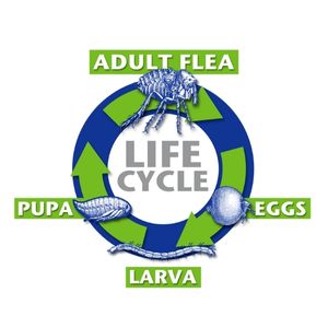 Life Cycle Image
