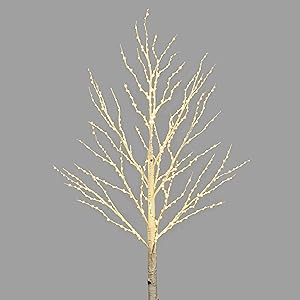 Birch
