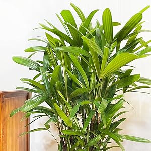 Amazon｜観音竹 カンノンチク 鉢カバー付 観葉植物 本物 中型