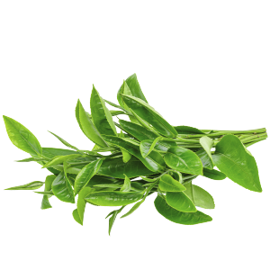 TEA TREE ESSENTIAL OIL