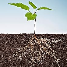 Free & Healthy Roots