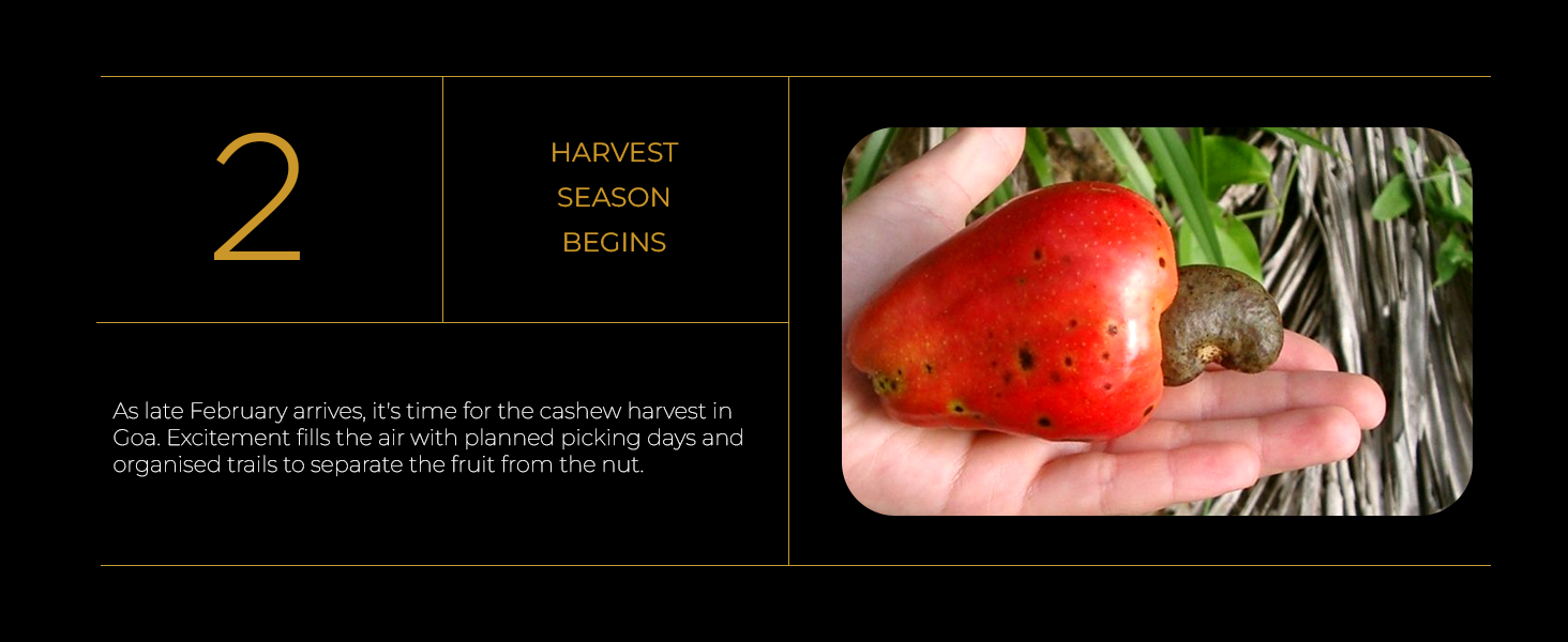 organic cashew nuts
