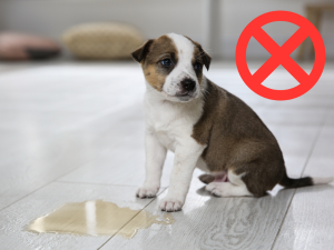 dog deterrent spray