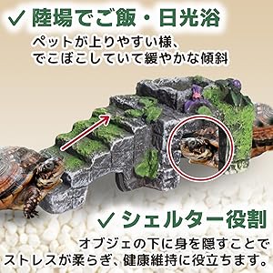 爬虫類飼育セット陸亀用 Amazon | カメ 水槽 亀水槽 爬虫類繁殖ボッ 亀 飼育ケース