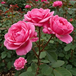 Small manufacture image 3