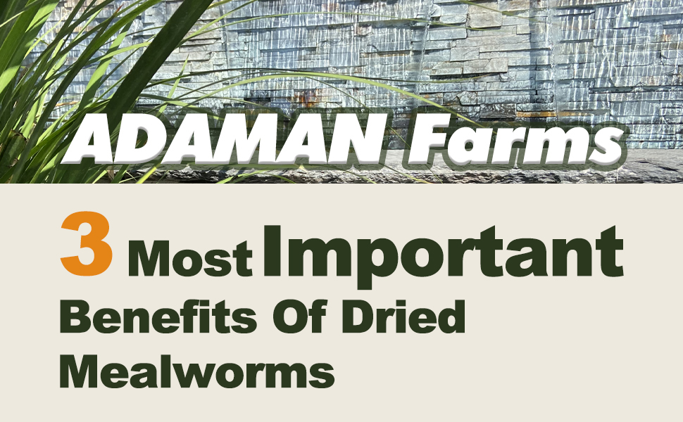 Adaman Dried Mealworms 5 LBS 100 Natural Non GMO High Protein Mealworms Bulk