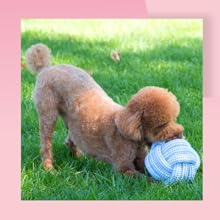 cotton ropes ball for dogs cats durable