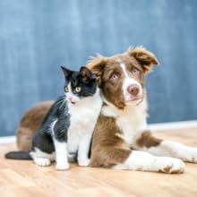 Healthy Cat and Dog