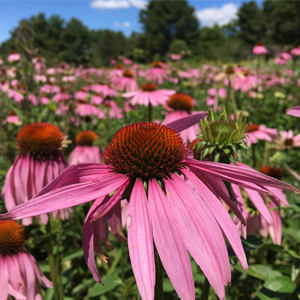 herb, organic, medicinal herbs