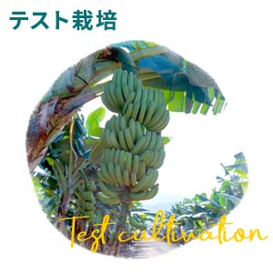 バナナ様⭐︎専用 無農薬宮崎産バナナ「NEXT716」レギュラーサイズ6本セット