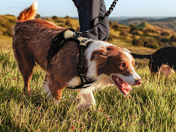 ❤️首抜け防止首かしげ加工ボディ❤️STAY 価格❣️終了❣️➡︎未定❣️ 71gynmOZ9RL._AC_UL210_SR210,