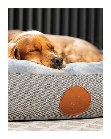 Cocker Spaniel Lay On A Grey Elite Paws Bed