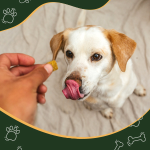 dog being fed treats