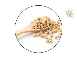 Hampa Ganja Protein Bar 50 G | Mixed berries taste | 10G plant protein | No whey, vegetarian friendly. No pair of sugar, sweet with dates. Snack anytime with adesteine protein. Pack of 3 Pea protein