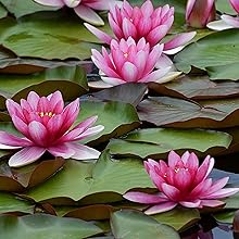 Red Water Lily