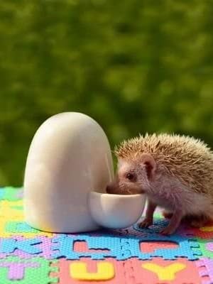 Small Animal Water Bottle