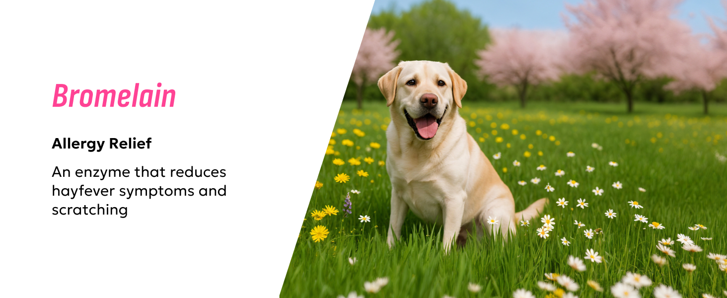Split image: Left shows text about Bromelain for allergy relief. Right shows a yellow Labrador sitting in a flower-filled meadow with blooming trees in background.