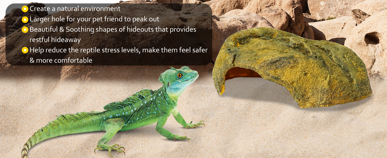 Bearded Dragon Tank Accessories