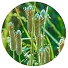 Cáscara de psyllium