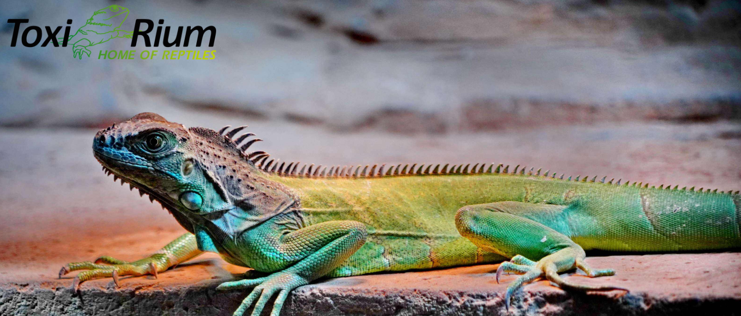 Toxirium PVC Reptile Enclosure