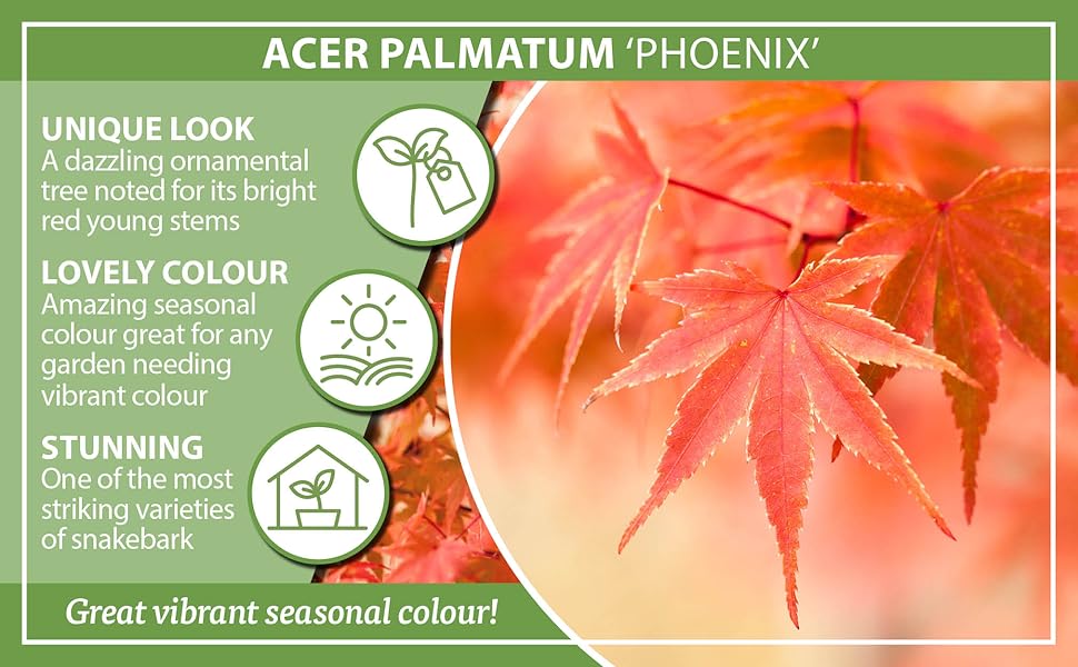 You Garden Japanese Maple, Acer palmatum 'Phoenix' in a 15cm Pot
