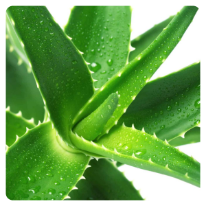 aloe