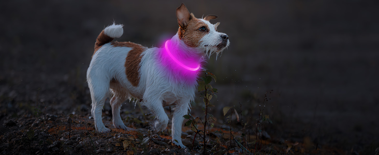 Kleiner weißer Hund mit leuchtend rosafarbenem LED-Halsband im dunklen Außenbereich.