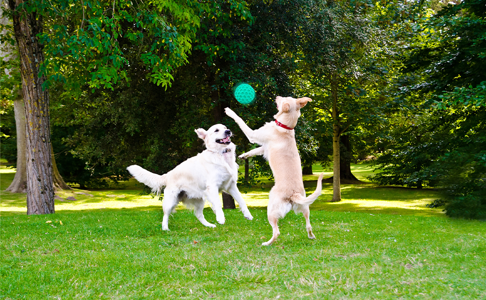 Durable dog toys for aggressive chewers can provide a better quality of life for your pets