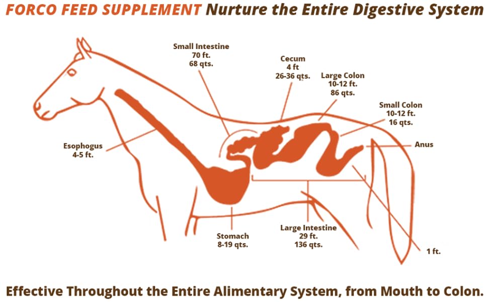 succeed horse supplement, forco digestive fortifier horses, turmeric horse supplement, forco pellets